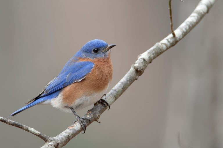 bird-lingo-raritan-headwaters