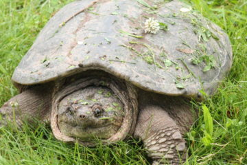 Creature Feature: Snapping Turtle - Raritan Headwaters