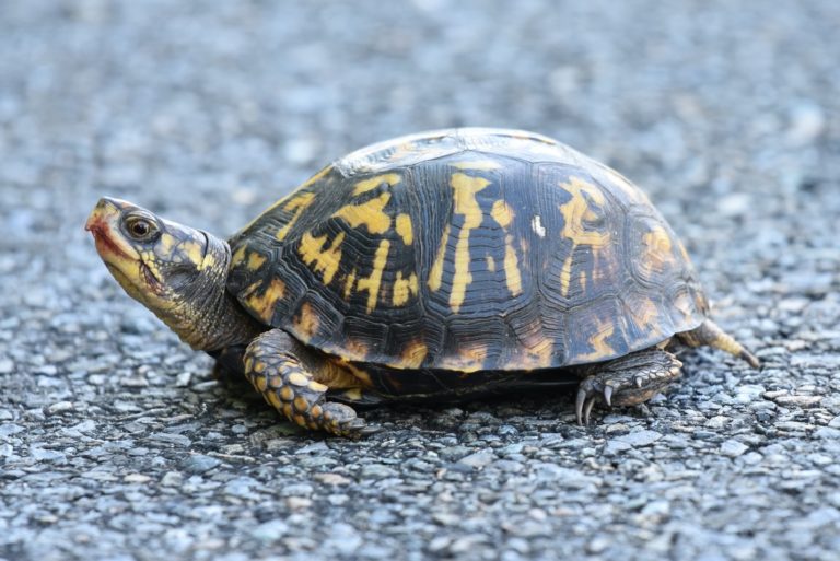 Creature Feature: Box Turtle - Raritan Headwaters