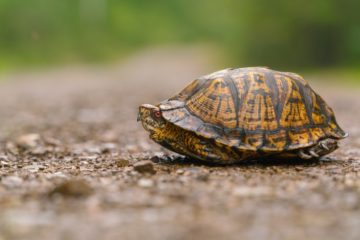 Creature Feature: Box Turtle - Raritan Headwaters