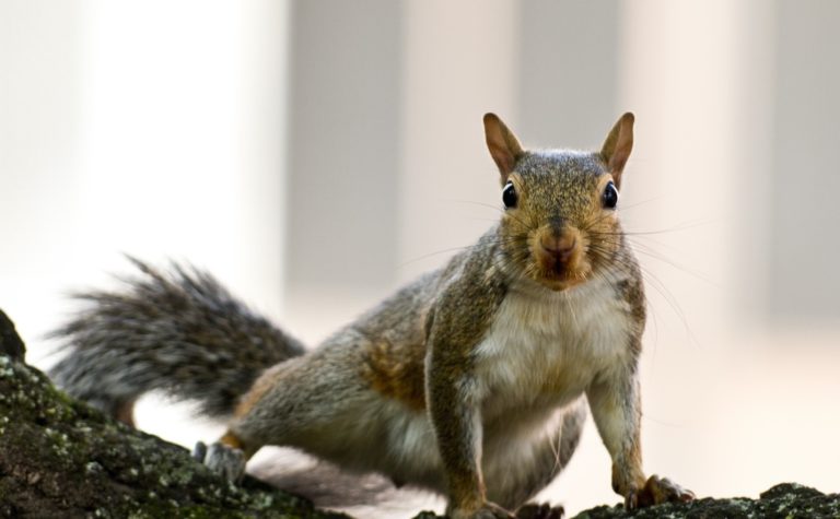 Creature Feature: Eastern Gray Squirrel - Raritan Headwaters