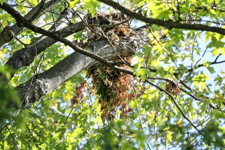 Creature Feature: Eastern Gray Squirrel - Raritan Headwaters