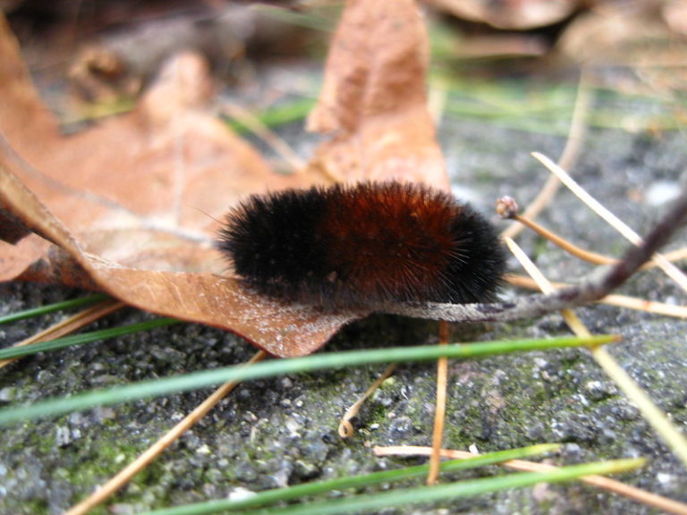 woolly bear caterpillar