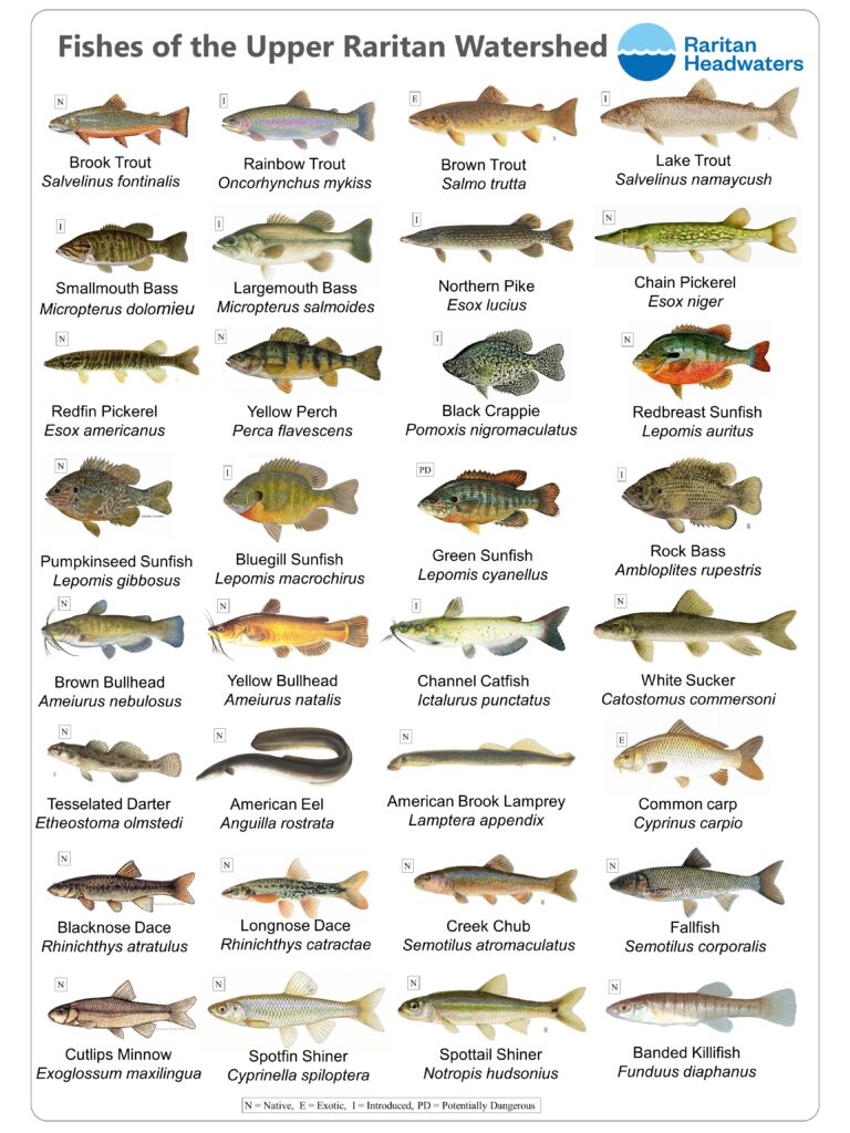 Fishes of the Upper Raritan - Raritan Headwaters