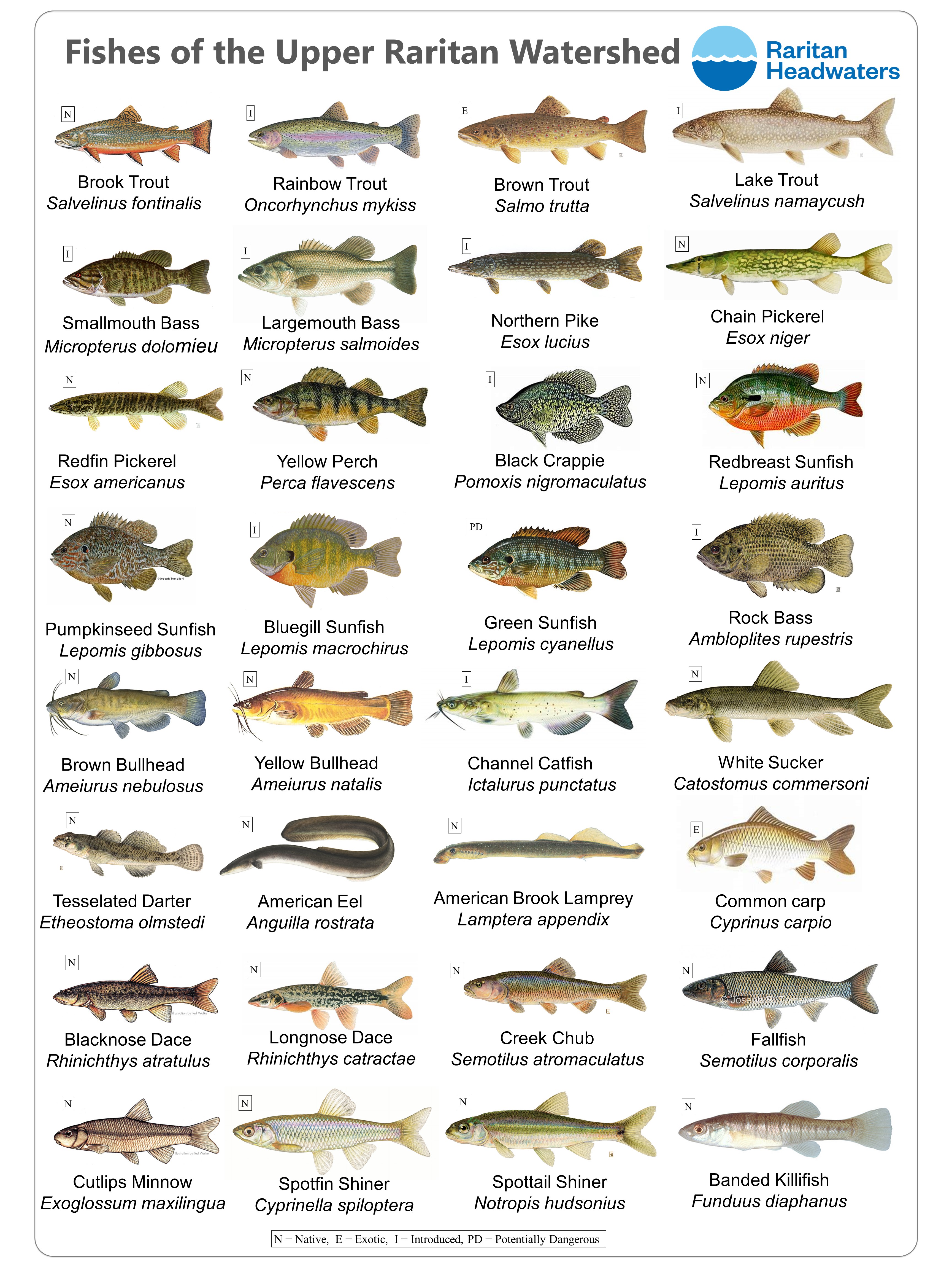 Fishes OFCF Poster WStatus 1 