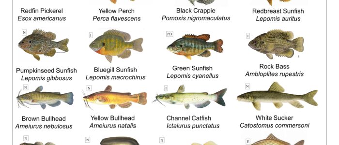 Fishes of the Upper Raritan - Raritan Headwaters