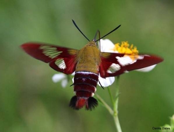 Sphinx Moths (Hawk Moths)  Missouri Department of Conservation