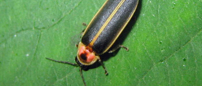 Firefly, Photinus Sp - Flickr - Gregthebusker - Raritan Headwaters