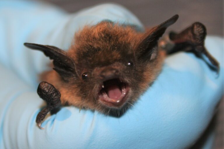 Creature Feature Little Brown Bat Raritan Headwaters   Little Brown Bat Face Closeup 768x512 