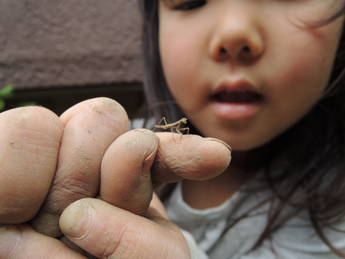 https://www.raritanheadwaters.org/wp-content/uploads/2020/06/mantis_baby_insect_small_hand_children-622732.jpgd_.jpg