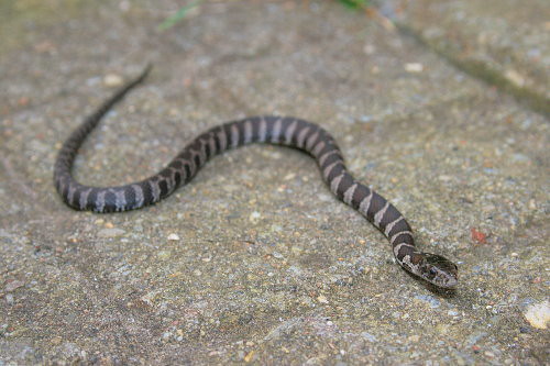 baby water moccasin snakes