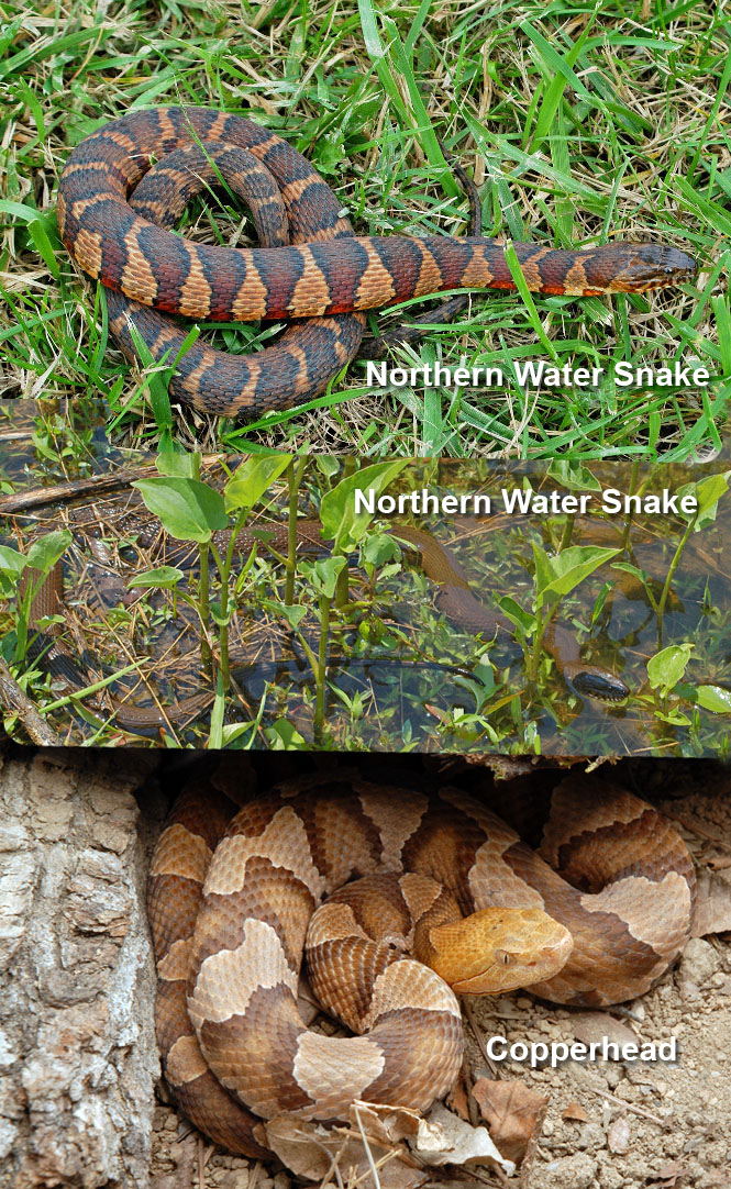 Nwater Vs Copperhead 