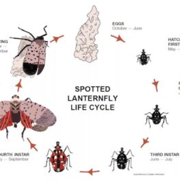 SLF_Lifecycle - Raritan Headwaters